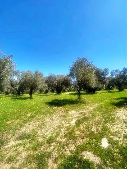 Tepeoba'da Satılık Zeytinlik, 140 Ağaçlı, Doğa Manzaralı, Parselli