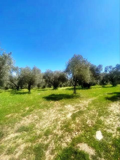 Tepeoba'da Satılık Zeytinlik, 140 Ağaçlı, Doğa Manzaralı, Parselli